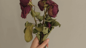 Der Preis fehlender Selbstfürsorge: Hand hält drei verwelkte Rosen